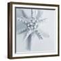 Midnight Starfish-Tracey Telik-Framed Art Print