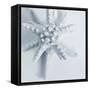 Midnight Starfish-Tracey Telik-Framed Stretched Canvas