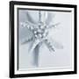 Midnight Starfish-Tracey Telik-Framed Premium Giclee Print