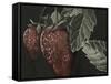 Midnight Strawberries-Megan Meagher-Framed Stretched Canvas