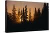 Midnight Sun and Forest Along Alaska Highway-Paul Souders-Stretched Canvas