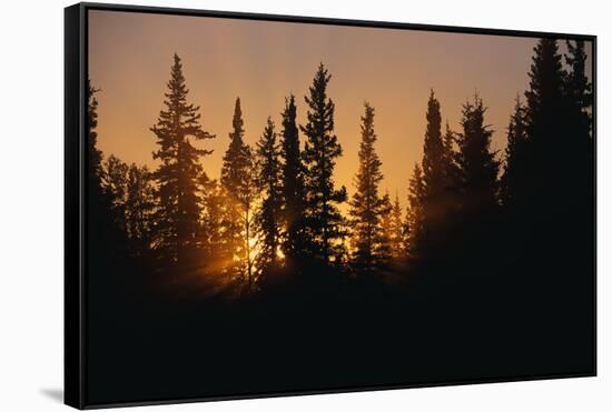Midnight Sun and Forest Along Alaska Highway-Paul Souders-Framed Stretched Canvas