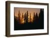 Midnight Sun and Forest Along Alaska Highway-Paul Souders-Framed Photographic Print