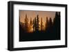 Midnight Sun and Forest Along Alaska Highway-Paul Souders-Framed Photographic Print