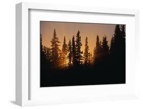 Midnight Sun and Forest Along Alaska Highway-Paul Souders-Framed Photographic Print