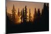 Midnight Sun and Forest Along Alaska Highway-Paul Souders-Mounted Photographic Print