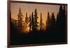 Midnight Sun and Forest Along Alaska Highway-Paul Souders-Framed Photographic Print