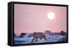 Midnight Sun and Polar Bear, Hudson Bay, Nunavut, Canada-Paul Souders-Framed Stretched Canvas