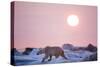 Midnight Sun and Polar Bear, Hudson Bay, Nunavut, Canada-Paul Souders-Stretched Canvas