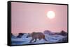 Midnight Sun and Polar Bear, Hudson Bay, Nunavut, Canada-Paul Souders-Framed Stretched Canvas