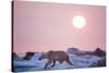 Midnight Sun and Polar Bear, Hudson Bay, Nunavut, Canada-Paul Souders-Stretched Canvas