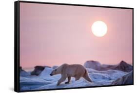 Midnight Sun and Polar Bear, Hudson Bay, Nunavut, Canada-Paul Souders-Framed Stretched Canvas