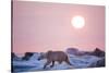 Midnight Sun and Polar Bear, Hudson Bay, Nunavut, Canada-Paul Souders-Stretched Canvas