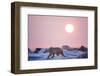 Midnight Sun and Polar Bear, Hudson Bay, Nunavut, Canada-Paul Souders-Framed Photographic Print