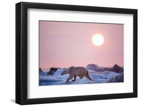 Midnight Sun and Polar Bear, Hudson Bay, Nunavut, Canada-Paul Souders-Framed Photographic Print