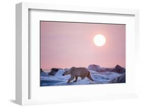 Midnight Sun and Polar Bear, Hudson Bay, Nunavut, Canada-Paul Souders-Framed Photographic Print