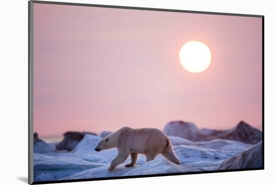 Midnight Sun and Polar Bear, Hudson Bay, Nunavut, Canada-Paul Souders-Mounted Photographic Print