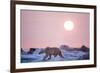 Midnight Sun and Polar Bear, Hudson Bay, Nunavut, Canada-Paul Souders-Framed Photographic Print