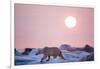 Midnight Sun and Polar Bear, Hudson Bay, Nunavut, Canada-Paul Souders-Framed Photographic Print