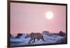 Midnight Sun and Polar Bear, Hudson Bay, Nunavut, Canada-Paul Souders-Framed Photographic Print