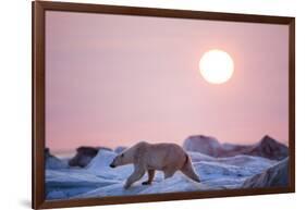 Midnight Sun and Polar Bear, Hudson Bay, Nunavut, Canada-Paul Souders-Framed Photographic Print