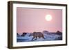 Midnight Sun and Polar Bear, Hudson Bay, Nunavut, Canada-Paul Souders-Framed Photographic Print