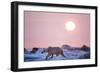 Midnight Sun and Polar Bear, Hudson Bay, Nunavut, Canada-Paul Souders-Framed Photographic Print