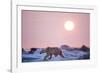 Midnight Sun and Polar Bear, Hudson Bay, Nunavut, Canada-Paul Souders-Framed Photographic Print