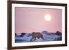 Midnight Sun and Polar Bear, Hudson Bay, Nunavut, Canada-Paul Souders-Framed Photographic Print