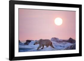 Midnight Sun and Polar Bear, Hudson Bay, Nunavut, Canada-Paul Souders-Framed Photographic Print