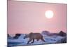 Midnight Sun and Polar Bear, Hudson Bay, Nunavut, Canada-Paul Souders-Mounted Photographic Print