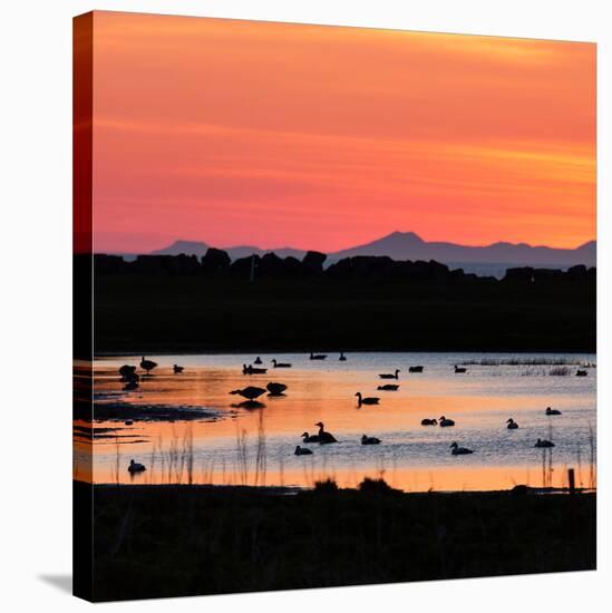 Midnight Sun, Reykjavik, Iceland-null-Stretched Canvas