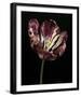 Midnight Tulip I-Derek Harris-Framed Giclee Print