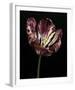 Midnight Tulip I-Derek Harris-Framed Giclee Print