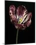 Midnight Tulip I-Derek Harris-Mounted Giclee Print