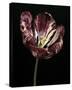 Midnight Tulip I-Derek Harris-Stretched Canvas