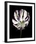 Midnight Tulip II-Derek Harris-Framed Giclee Print