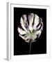 Midnight Tulip II-Derek Harris-Framed Giclee Print