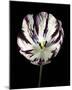 Midnight Tulip II-Derek Harris-Mounted Giclee Print