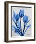 Midnight Tulips 2-Albert Koetsier-Framed Art Print