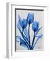 Midnight Tulips 2-Albert Koetsier-Framed Art Print