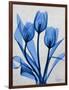 Midnight Tulips 2-Albert Koetsier-Framed Art Print