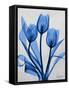 Midnight Tulips 2-Albert Koetsier-Framed Stretched Canvas