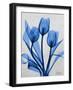 Midnight Tulips 2-Albert Koetsier-Framed Art Print