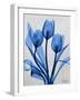 Midnight Tulips 2-Albert Koetsier-Framed Art Print