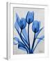 Midnight Tulips 2-Albert Koetsier-Framed Art Print