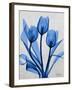 Midnight Tulips 2-Albert Koetsier-Framed Art Print