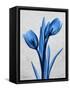 Midnight Tulips-Albert Koetsier-Framed Stretched Canvas