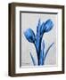 Midnight Tulips-Albert Koetsier-Framed Art Print