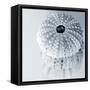 Midnight Urchins-Tracey Telik-Framed Stretched Canvas